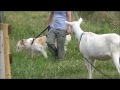 The Amazing Border Collie