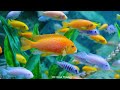 Mesmerizing Underwater Scenery 4K (ULTRA HD) - The Best 4K Sea Animals for Relaxation
