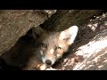 Red fox yawn