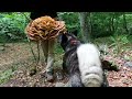 3 DAYS solo survival CAMPING. FISH, CATCH and COOK. Building BUSHCRAFT SHELTER. 30KG Giant MUSHROOM