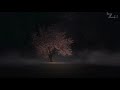 The Beautiful Tree 4 Hours Relaxing Music with Beautiful Piano and Harp - ASMR