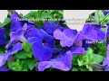 Beautiful Flowers Cinematic Video | Inspirational Music with Happiness Quotes @mahatmagandhi7395