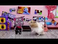 So Sorry, Mommy! Hamster HamHam Got Bad Grade & Will Be A Good Student | Life Of Pets HamHam