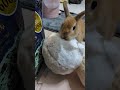 #うさぎ#rabbit