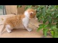 ¿Lindo gatito bebe se hunde en el agua de la piscina? Videos de gatitos graciosos en español