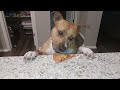 My dog Crowley, a pitbull puppy, steals pizza.