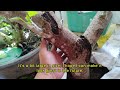 Updates on Grafted Local Hibiscus (Balibago) [w/ English Subtitles]