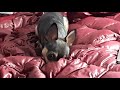 Angry Chihuahua Defending bed