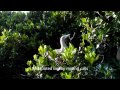 Sights and Sounds of the Galapagos