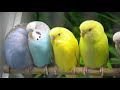 How to Choose a Good Budgie