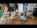 Husky Desperate To Break Up Cats Fighting!