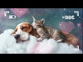 Healing Vibes! Watch Puppies and Kittens Dream Away Under Sweet Piano Tunes