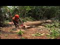 Threatening livestock houses..!! cut down 2 red mahogany trees