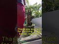 Sold My Bougainvillea Bonsais Part #2 [w/ English Subtitles]