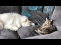 Making Friends 4 🧡 Samoyed and Cat 🧡