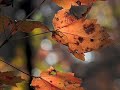 Autumn Meditation to the Music of Bach