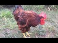 Rooster Brings Me a Berry