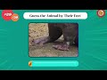Can You Guess the Animal by Their Feet? | Guess the Animal: Feet Edition