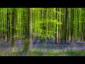 Bliss: Relaxing Instrumental Music in a Peaceful Forest with Birds Singing
