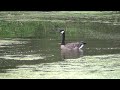 Canada Goose Landing HQ HD