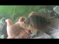 RAT TRAP Catches FISH! (WORLD'S FIRST)