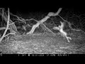 trailcam strange trigger