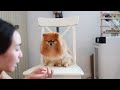 Pomeranian Grooming Transformation | Why I Stopped Bring My Dogs To The Groomers