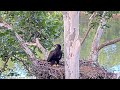 USS Bald Eagle Cam 2 on 6-15-24 @ 19:42:00 Lucky makes it bake to the nest safely from 1st branch