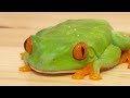 乾いたカエルに水をかけるとこうなる Instant frog - just add water!