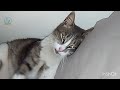 My pregnant cat is making biscuits on me | Family Cats