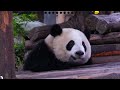 A collection of panda embarrassments #cat   #panda   #funny  #cartoon  #cute  #animals  #pandasong