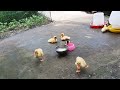 Cute animal videos 😅🤣 The duckling is relaxing outside in the yard