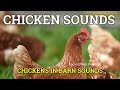 CHICKENS SOUND EFFECT | CHICKENS IN BARN | ROOSTER CROWING SOUND EFFECT | FREE SFX | DOWNLOAD