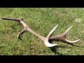 Zrzuty jelenia, mocna tyka / Massive red stag antler