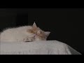 (Cat Cam) Study with me while I sleep - cat lofi - Sleepy Cat Music