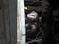 opossum friend