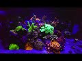 Officially 1 year fluval evo 13.5 mixed reef update