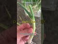 Never buy green onions again! (part 1)