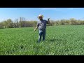 Why Grow Triticale Over Rye