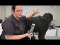 Mastering Bouvier des Flandres Grooming: A Show Ring Preparation Guide - Kitty Talks Dogs