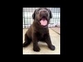 Labrador Compilation - Cute and Funny #7