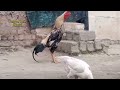 Rooster Crowing Compilation / Rooster crowing Sounds Effect / Seval Sound / murga ki awaaz / Ayam