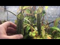 JANUARY HIGHLAND GREENHOUSE TOUR: ORCHIDS, CARNIVOROUS PLANTS, HOYA AND MORE1080p