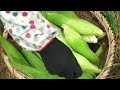 Father and Daughter Visit Single Girl - Harvest Corn in the Field Goes to Market Sell | Garden Life