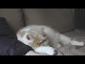 (Cat Cam) Study to smooth jazz and my cat sleeping - Sleepy Cat Music