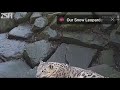 Why Snow leopards are the best (Videos are not mine)