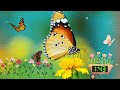 15 Minute Timer Butterfly Spring with Calming Relaxing Jazz Music!