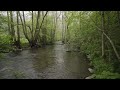 7 AM Morning Walk In Forest, River, Nature Sounds, Ambient Hike