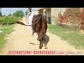سلمان بھلوٹ کرنانہ 1اعلی نسل کی گائے برائے  فروخت 13جولائیkarnana channel2024