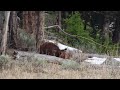 Real Life Grizzly Encounters with Mothers and Cubs